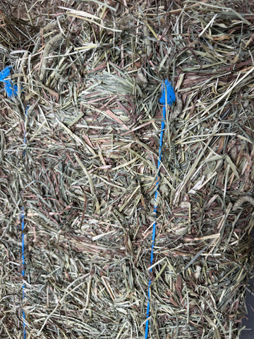 2 String Timothy Blend 1st cut, Quebec