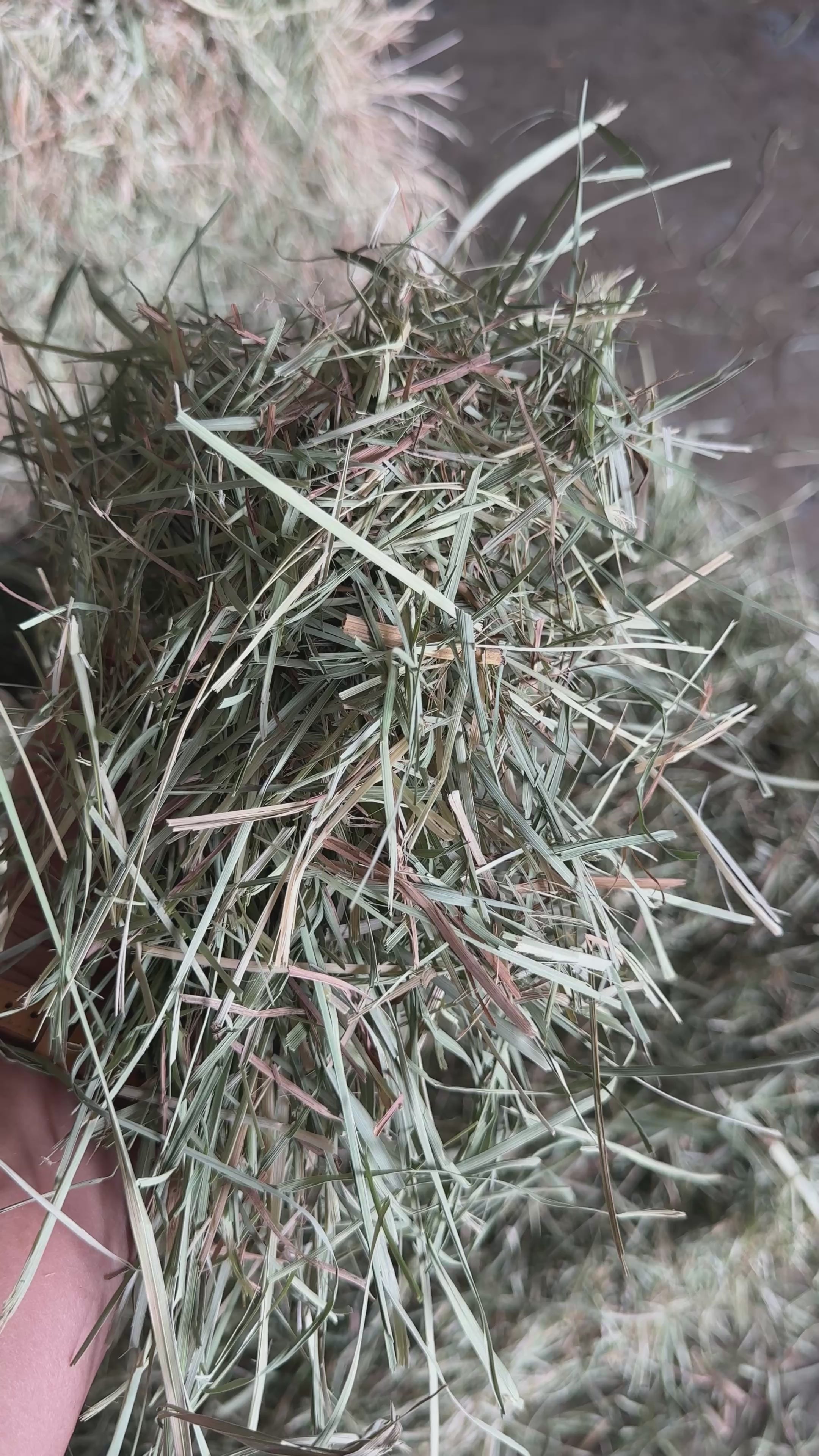 3 String Timothy 2nd cut